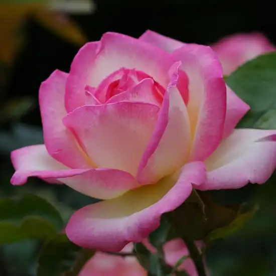 Rosa Princesse De Monaco® Gpt - alb - roz - trandafiri târâtori și cățărători, Climber